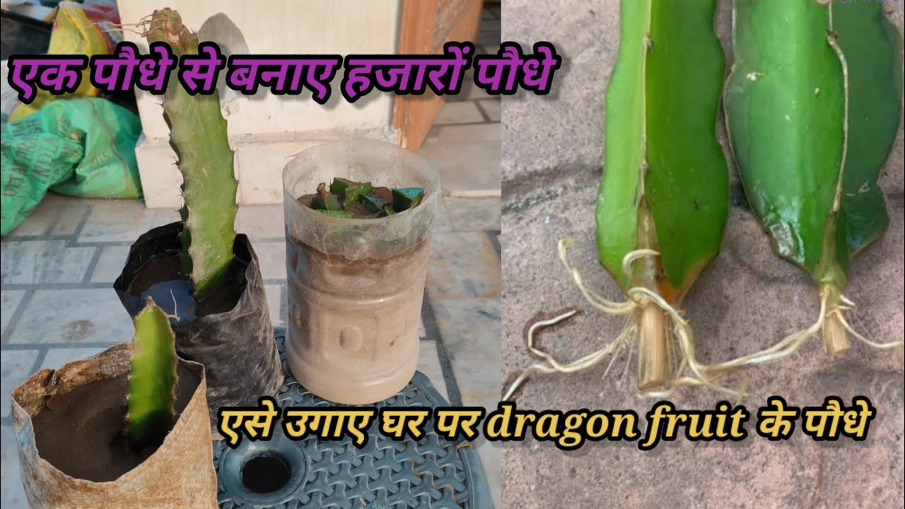 एसे उगाए ड्रैगन फ्रूट के पौधे की कलम / हो तो grow cuttings of dragon