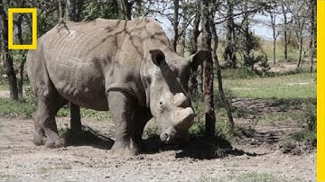 Fighting Rhino Poaching With Guns, Drones, and Dogs | Short Film Showcase