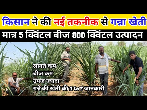 किसान ने की नई तकनीक से गन्ना की खेती |मात्र 5 क्वीटल बीज से 800 क़ुन्तिल प्रति एकड़