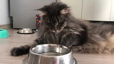 Watch the video about How Mainecoon drinks water