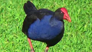 Purple Swamphen and Fluffy Chick with Big Feet