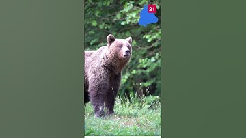 Bear Hibernation Explained: How Bears Sleep Through Winter#seo