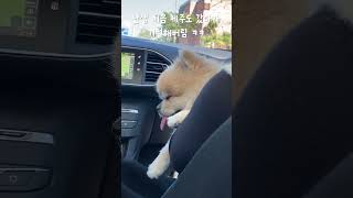 난생 처음 간 제주도 여행에 기절해버린 강아지 ㅋㅋ