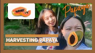 Vlog46 Nag Harvest Kami Ng Papayaharvesting Papaya Sobrang Lt