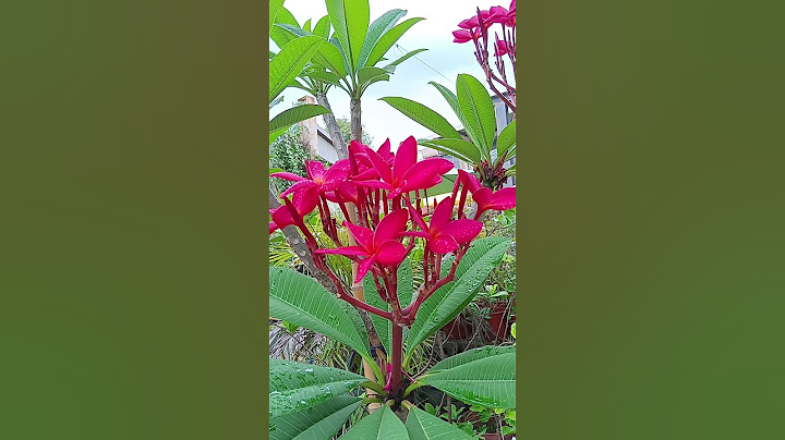 [ Frangipani ] 鸡蛋花 鸡蛋花 - 天天要闻