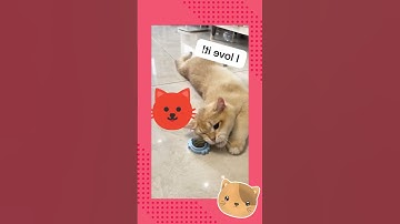 Rotating Catnip Ball cats 💖🐱  #shorts