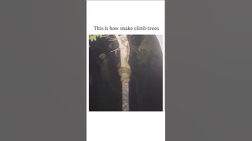 The video showcases a reticulated python climbing a tree, demonstrating its unique technique o