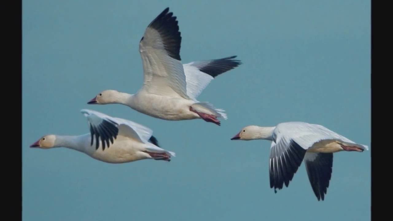 El Vuelo de los Gansos El Trabajo en Equipo Reflexión - YouTube