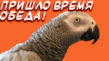 Наши домашние питомцы💖Попугай жако Розита обедает💖 Серия 1 