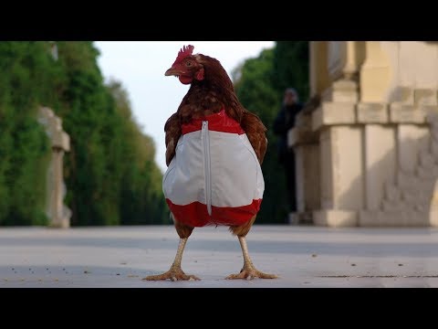 Как избежать нападения петуха