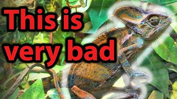 25 Signs your chameleon is SICK