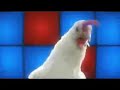 شايل غداره رقص دجاجة
