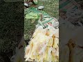 Bol Kela Video Song 2025 Bol Kela Video Song 2025