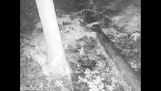 Japanese Field Mouse Infrequently Visits Dunghill of Japanese Raccoon Dog in Midsummer by sigma1920HD 14 views 2 weeks ago 2 minutes, 23 seconds