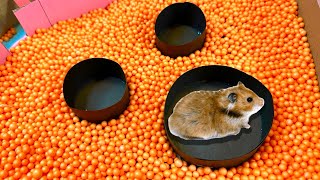 🐹 Pool Maze for Hamster - Rainbow Pyramid Escapes Maze for Pets in real life Hamster Stories Level 3