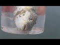 透明のコーヒーカップに入ってどこか涼しげなフグ。魚は釣りあげられると食べていたものを吐き出すことも多く、このフグはマキエのオキアミを吐き出しています。