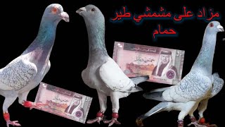 اسعار المشمشي و البيرملي في الاردن مزاد على طيور حمام كش شامية
