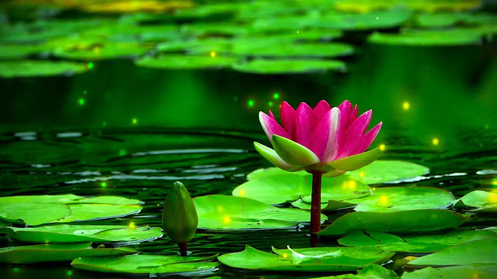 tarqan ➤ sweet dreams