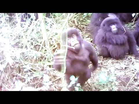 Малыш горной гориллы бьет себя в грудь / Mountain gorilla kid beats his chest