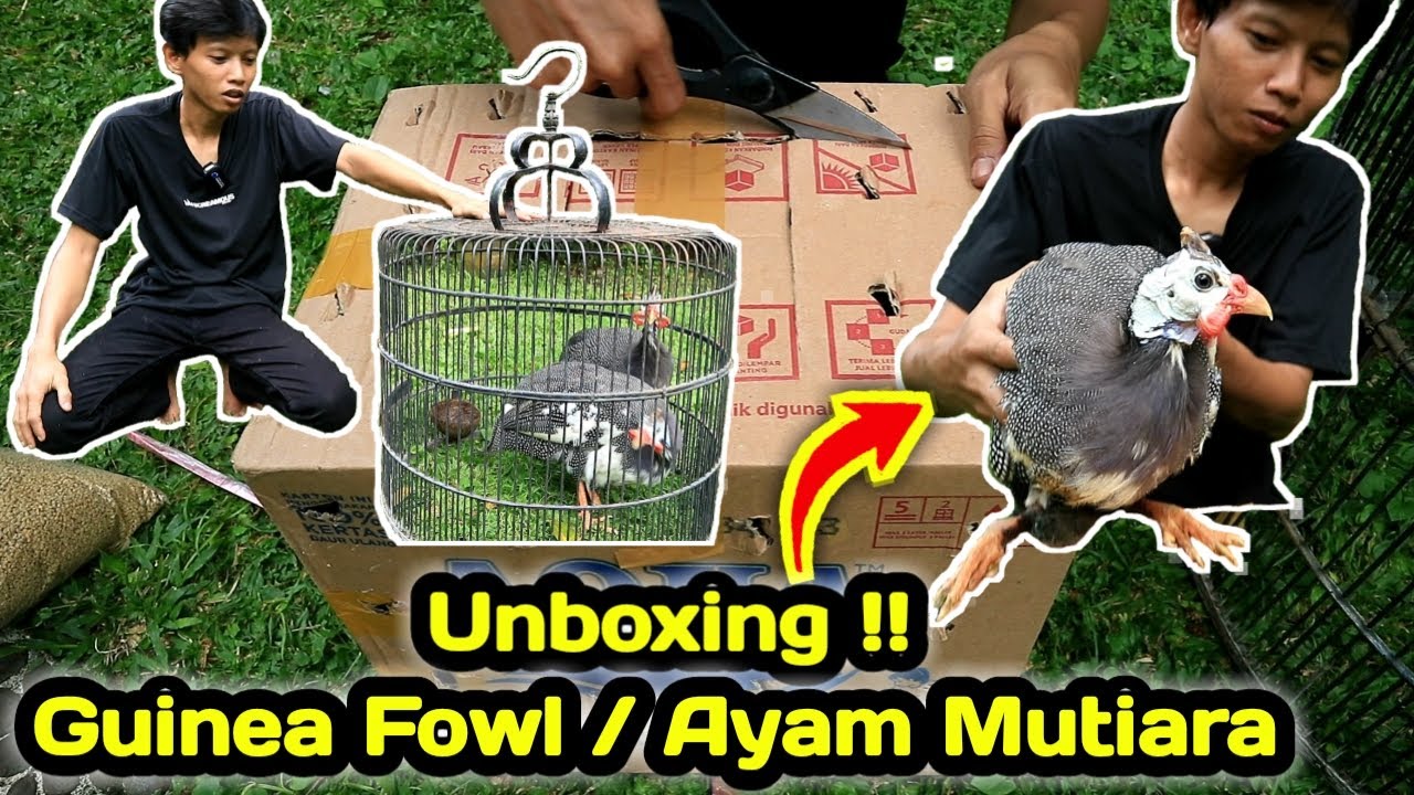 Unboxing | Ayam Mutiara Beli di Pasar Burung Pramuka Jakarta Timur