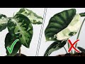 DON&#39;T DO THIS! Low Light Houseplants DO&#39;s and DON&#39;TS!