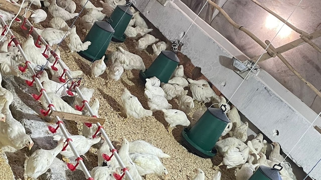 GEZEN TAVUK İŞİNE NASIL BAŞLANIR? VE NEYE DİKKAT ETMEMİZ GEREKİYOR. #gezentavuk #yumurtadünyası