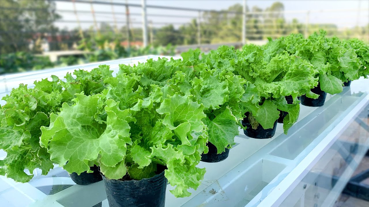 How To Grow Salad In Plastic Bags