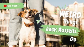 Weird Things Jack Russell Terriers Do by Pets Aplenty 53,503 views 1 year ago 9 minutes, 7 seconds