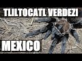Finding Tliltocatl verdezi in Mexico