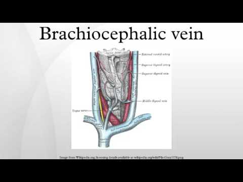 Brachiocephalic vein - YouTube