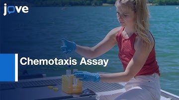 Chemotaxis Assay to Examine Microbial Behavior | Protocol Preview