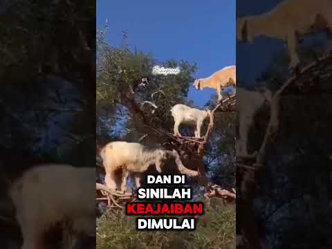 Fakta Gila Dari Maroko Yang Bikin Kaget Videoshorts Hewanbesar Faktadunia Faktaunik Kambing