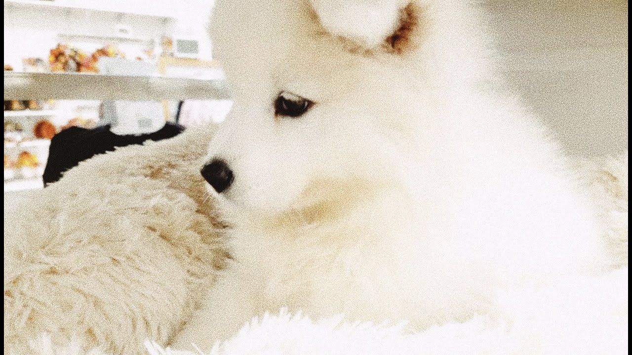SAMOYED PUPPY FIRST DAY HOME | EXPERIENCE PICKING UP DOGS FROM THE FARM ...