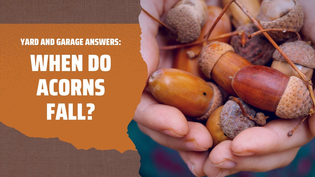 Do Oak Trees Drop Acorns Every Year?