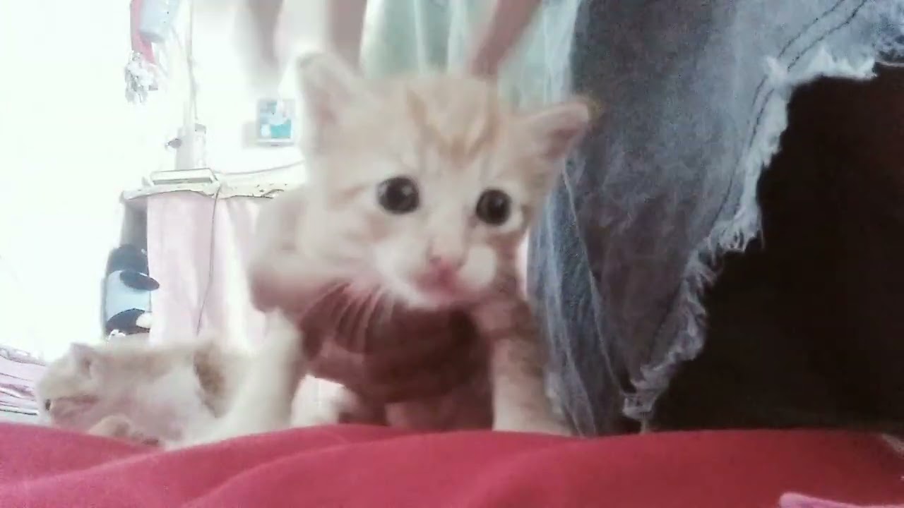 Main sama kucing ku