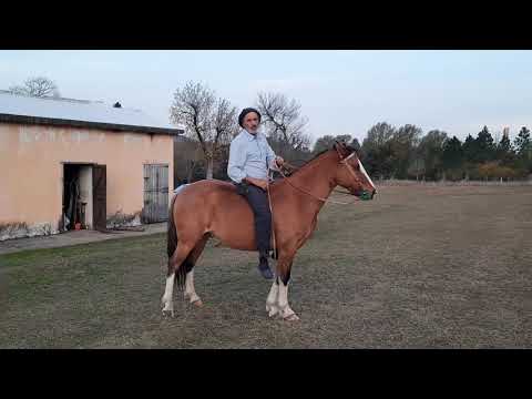 Video: Cómo calmar un caballo nervioso