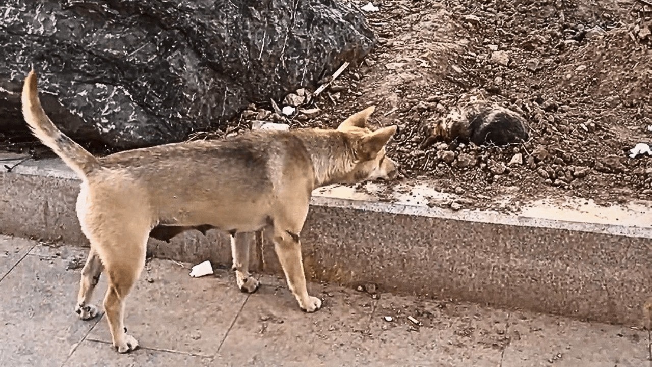 When the stray mother found her pup at last, she went silent — and laid ...