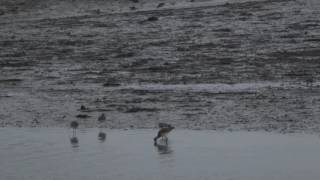 Natuur In Zeeland Vijf Soorten Steltlopers In De Oosterschelde