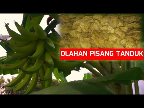 Apakah Pisang Tanduk Bisa Dibuat Keripik