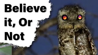 The Potoo Birds &amp; More || Believe It or Not (Episode-2)