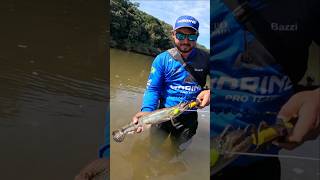 Traíra Tornasol no RIO.  #fishing #traira #pesca #tornasol