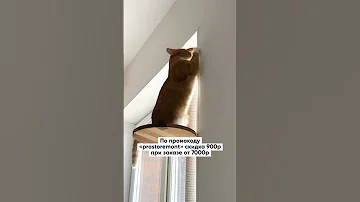 Зачем нужна когтеточка