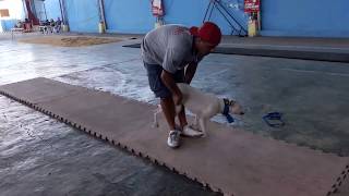 1Campeonato T.b.s.d. Escalada Vertical Iniciante - Xangô - Red Killer - Sp