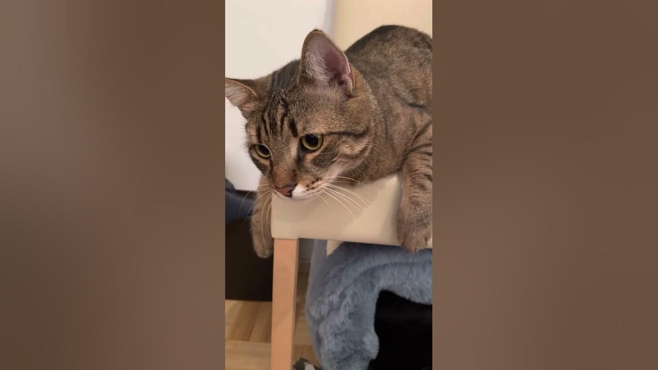 Katze wackelt sein Kopf 😹 YouTube