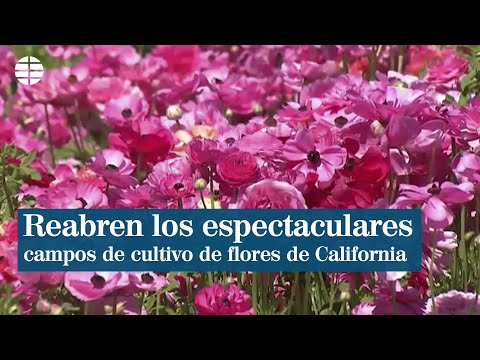 Vídeo: Los Mejores Campos De Flores En Los Estados Unidos