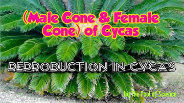 B.Sc,ADP,B.Sbotany SemestrI&II: Reproduction of Cycas(Male&Female Cone of Cycas)byThePoolof Science