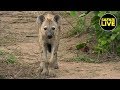 safariLIVE - Sunset Safari - February 27, 2019 - Part 1