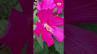 부용꽃의 꽃말 : 열정과 뜨거운 마음 #flowers #힐링산책 #부용꽃 #큰꽃부용 #붉은부용 #꽃산책 #임영웅 #사랑해요그대를