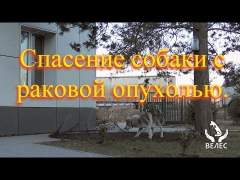 Видео: Спасение собаки с раковой опухолью