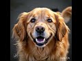 Shedding myth busted #pets
